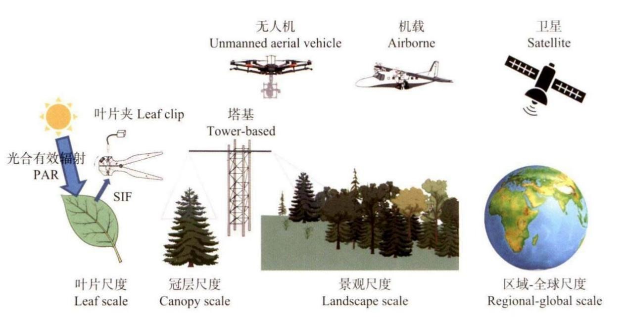 从叶片到冠层，从定位到遥感 四款不同的SIF测量系统 带您全维度了解植被叶绿素荧光测量！