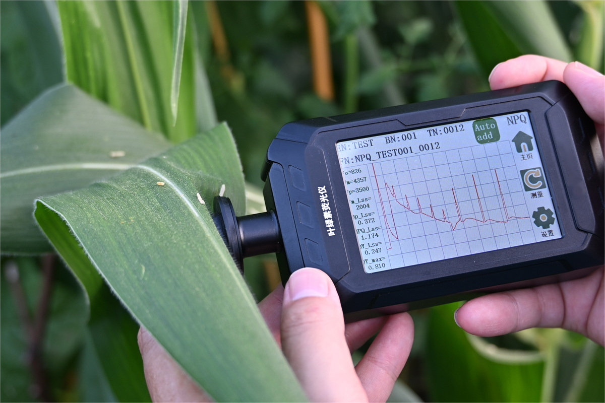 从叶片到冠层，从定位到遥感 四款不同的SIF测量系统 带您全维度了解植被叶绿素荧光测量！